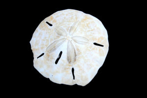 10kt or 14kt Gold Sand Dollar Charm #5299