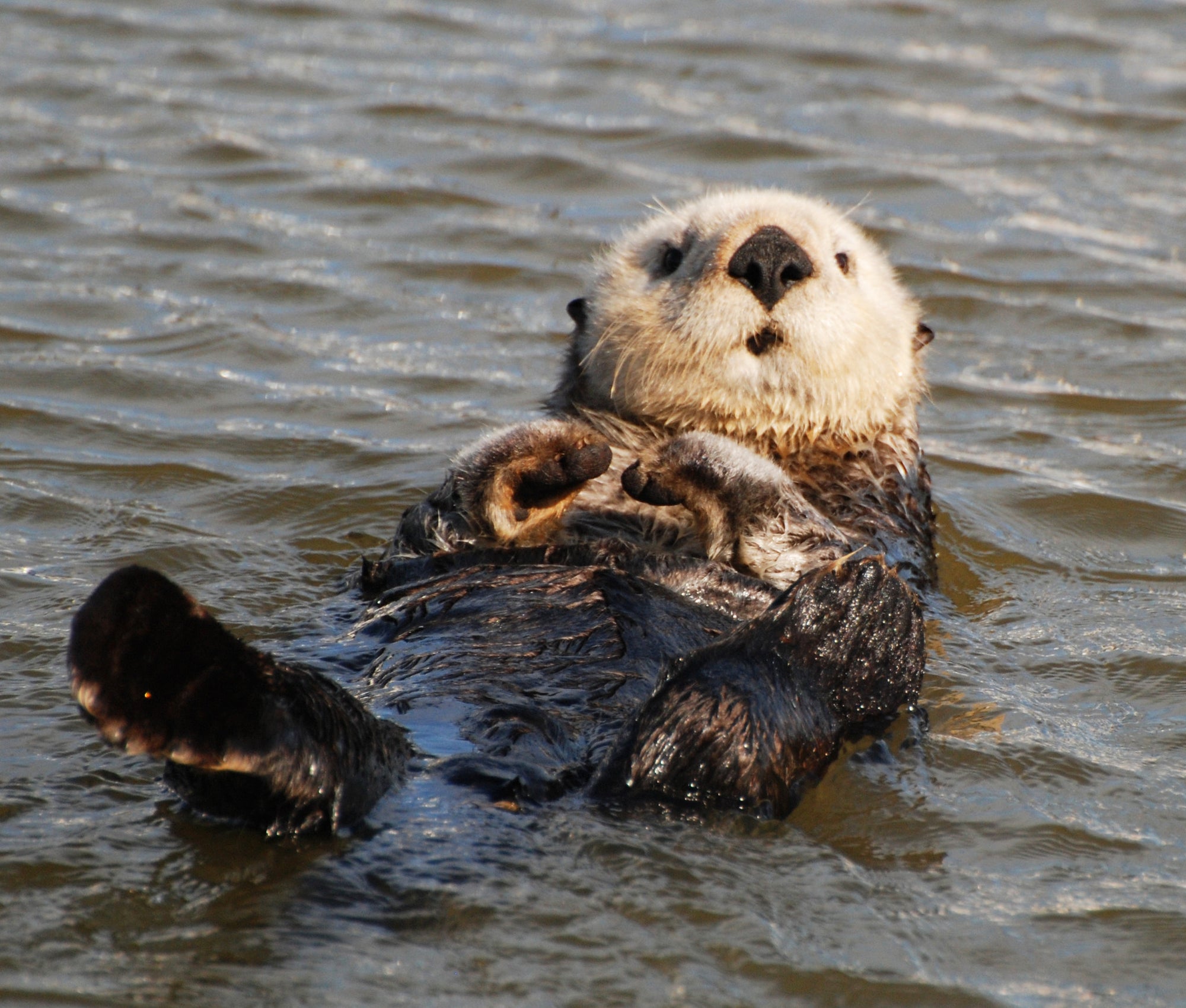 10kt Yellow Gold Otter Charm #3498