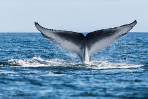 Whale Fluke