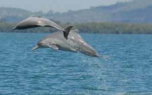 Dolphins At Play