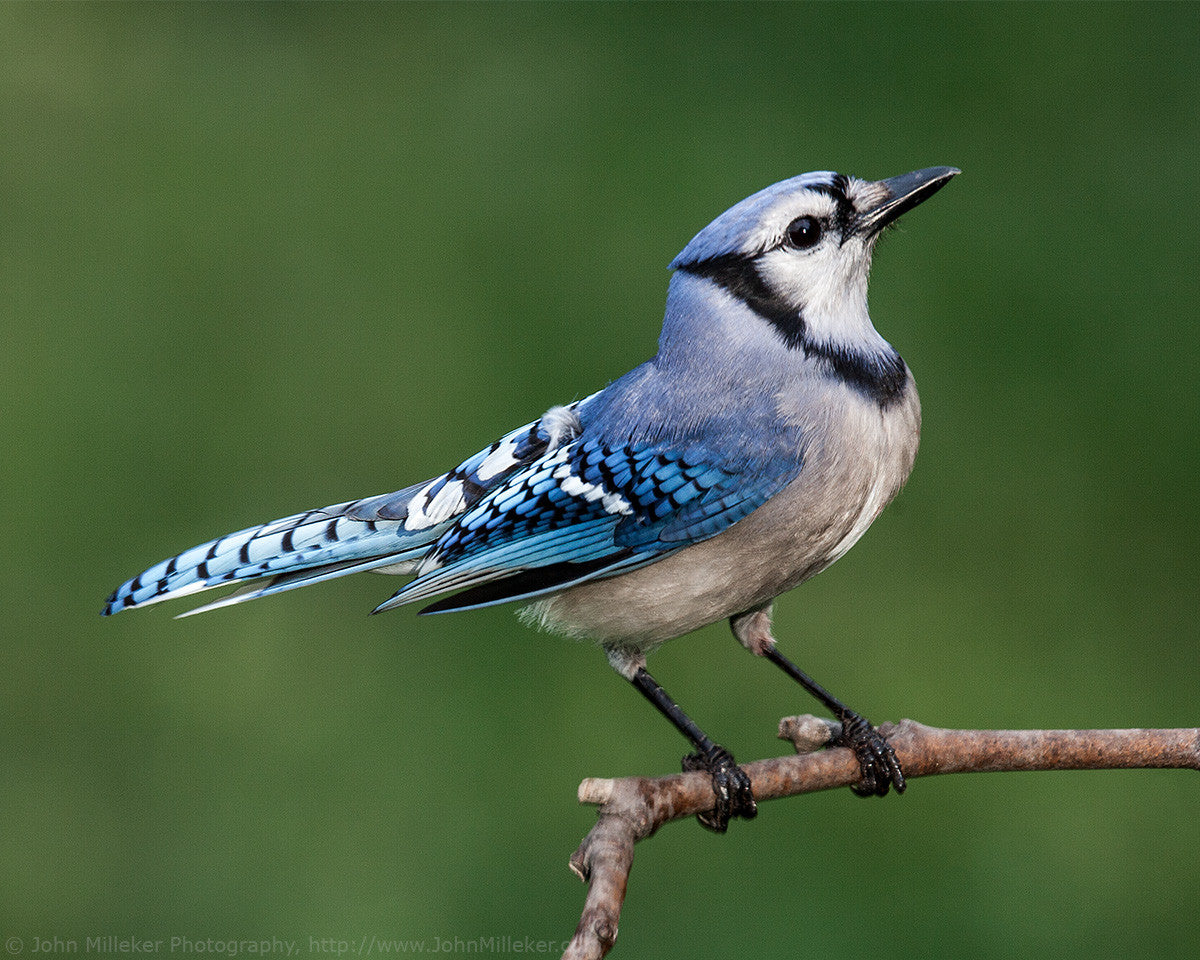 10kt Yellow Gold Blue Jay Charm #3849