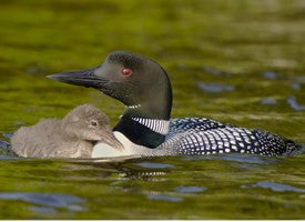 10kt or 14kt Gold Loon Charm #3220