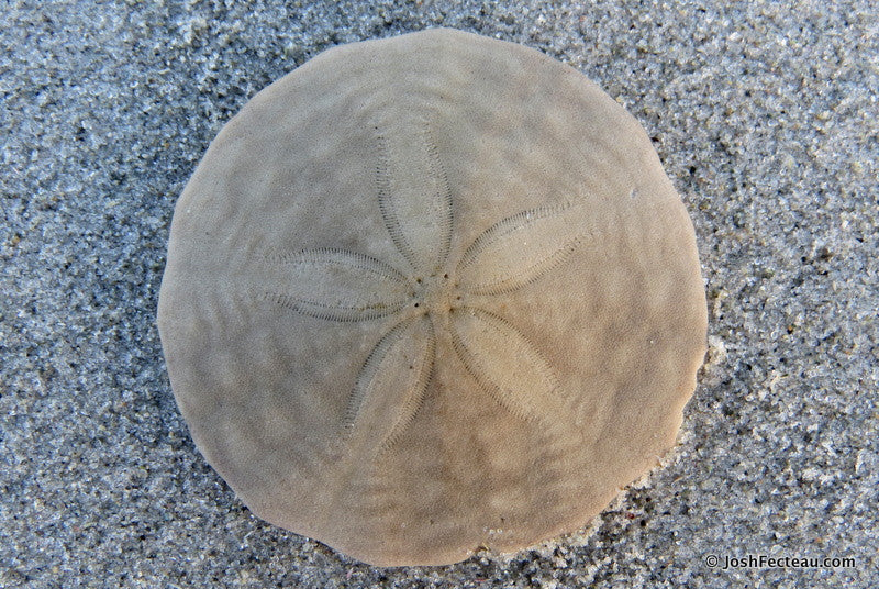 10kt Yellow Gold Sand Dollar Charm #5021